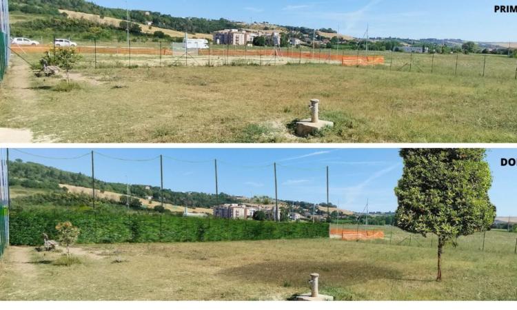 Macerata, campo da calcio e area cani a Piediripa: a dividerli sarà una siepe, conclusi i lavori Macerata, campo da calcio e area cani a Piediripa: a dividerli sarà una siepe, conclusi i lavori