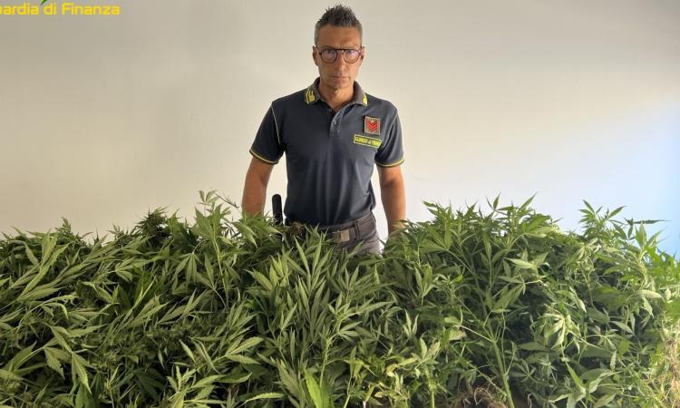 Civitanova, oltre 65 piante di marijuana coltivate in casa e nella roulotte: arrestato 29enne (FOTO)