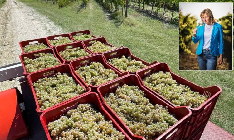 Montefano, vendemmia al tempo del caro bollette. Vini Accattoli: "La nostra scelta è non aumentare i prezzi"