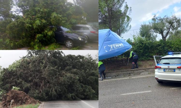Maltempo, il Maceratese sferzato da pioggia e vento: alberi e gazebo in strada, disagi al traffico (FOTO)