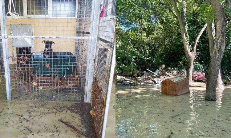 Alluvione Marche, al lavoro gli "angeli del fango" per salvare i quattro zampe Alluvione Marche, al lavoro gli "angeli del fango" per salvare i quattro zampe