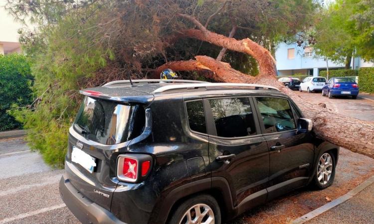 Albero si abbatte su un'auto: tragedia sfiorata a Porto Recanati