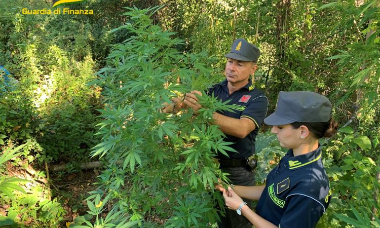 Venti piante di marijuana coltivate nell'orto di casa: maxi sequestro a Penna San Giovanni