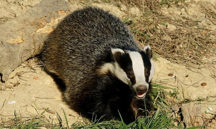 Macerata, aggredita da un tasso nel cuore della notte per salvare il suo gatto