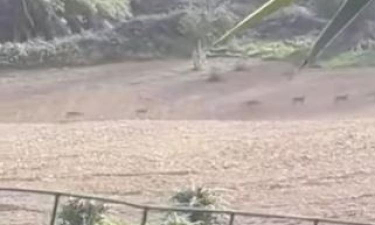 Branco di lupi tra le campagne di Potenza Picena e Civitanova: come comportarsi in caso di incontri Branco di lupi tra le campagne di Potenza Picena e Civitanova: come comportarsi in caso di incontri
