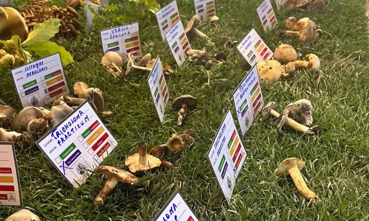 Matelica, grande successo per la 21esima mostra micologica