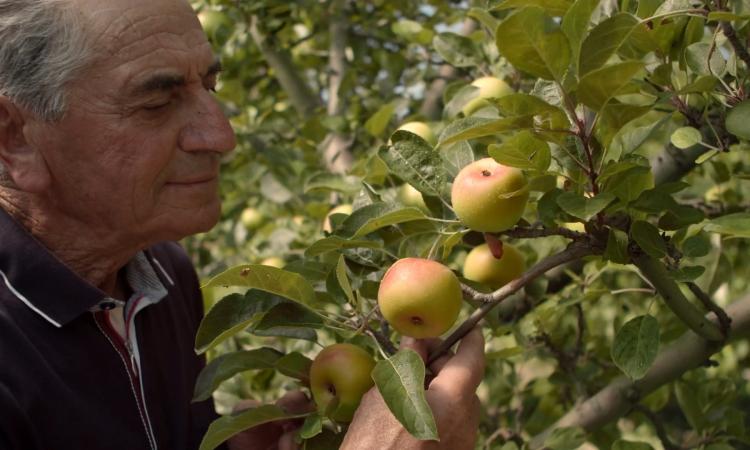 Monte San Martino, "Saperi e sapori della mela rosa": tutto pronto per il festival dei Monti Azzurri