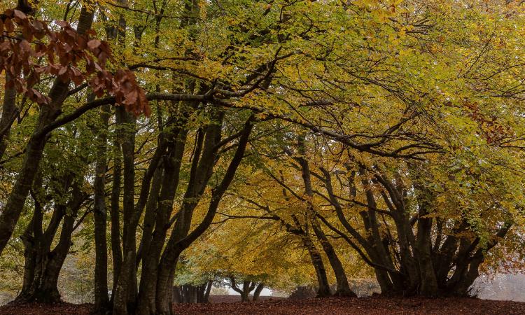 San Severino, la magia del foliage: escursione gratuita alla scoperta di Elcito e Canfaito