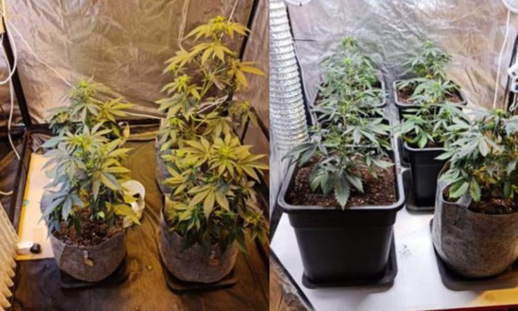 Visso, una serra in casa per coltivare marijuana: denunciato dai carabinieri