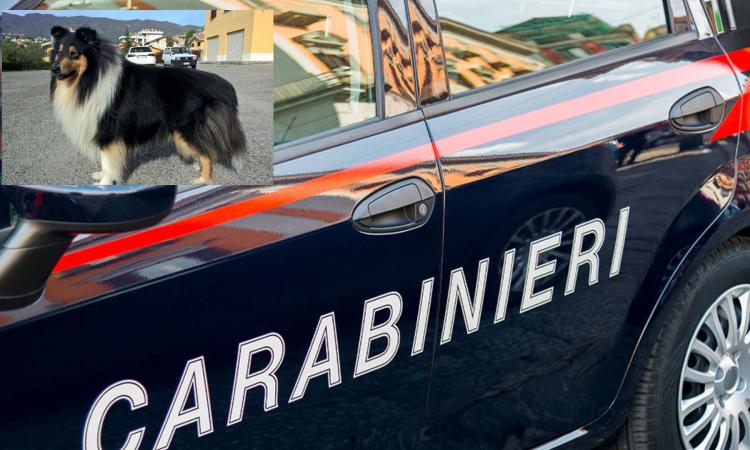 Calci e bastonate al cane del vicino: scatta la denuncia per un 70enne