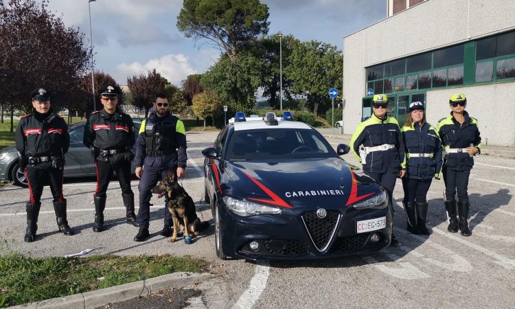 Tolentino, lotta allo spaccio di droga: controlli interforze nelle scuole e nei luoghi di aggregazione Tolentino, lotta allo spaccio di droga: controlli interforze nelle scuole e nei luoghi di aggregazione