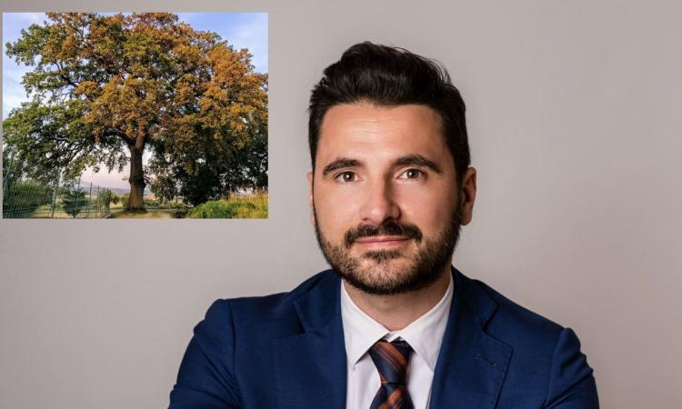 Cingoli, la Quercia di Pierigè protagonista della Festa dell'albero con i suoi 300 anni di età