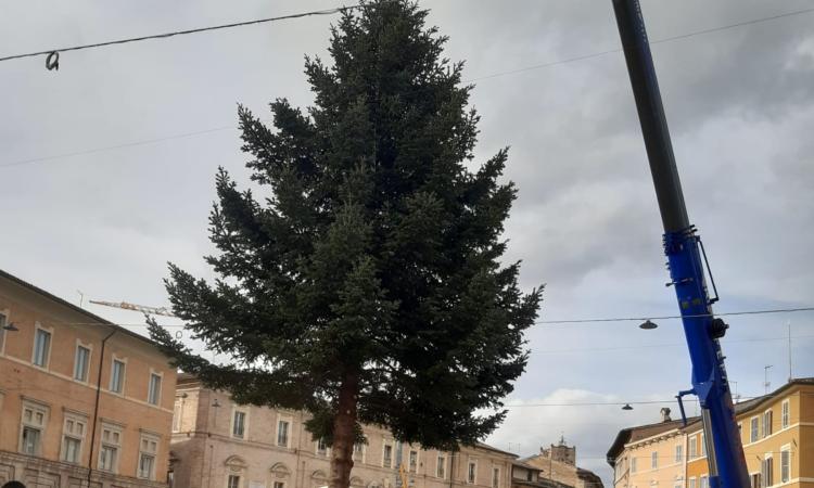 San Severino si prepara alle feste: posizionato in piazza l'albero di Natale da 12,5 metri