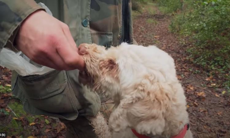 Rubati 4 cani da tartufo nella notte: indagini in corso