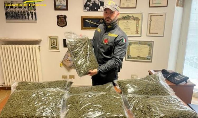 Civitanova, sequestrati 42 kg di marijuana: blitz della Finanza in tre magazzini di società di spedizioni