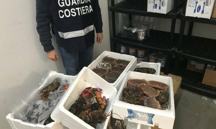 Civitanova, pesce non tracciato pronto per essere servito: sequestrati 23 kg in tre ristoranti