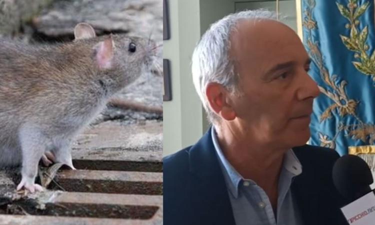 Porto Recanati, ratti in città. Michelini: "Problematica presa in carico con urgenza" Porto Recanati, ratti in città. Michelini: "Problematica presa in carico con urgenza"