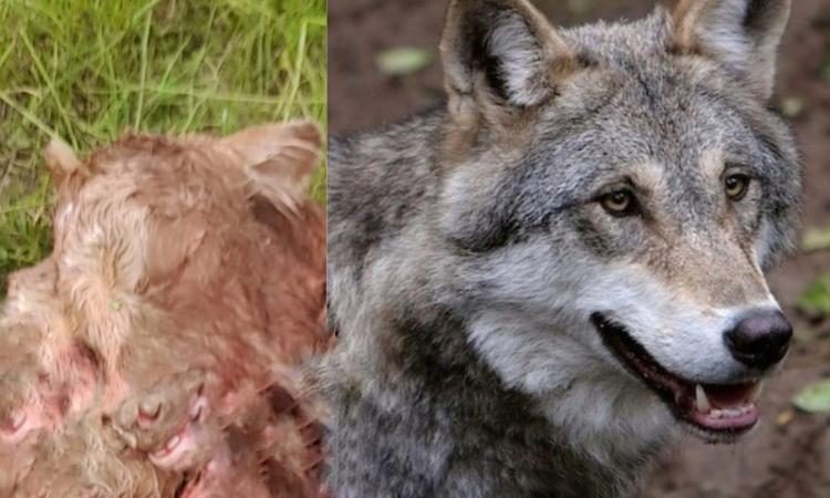 Mogliano, lupi nell'allevamento di bovini: ucciso e sbranato un vitello, è allarme Mogliano, lupi nell'allevamento di bovini: ucciso e sbranato un vitello, è allarme