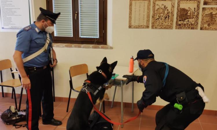 Spaccio di droga, unità cinofile nelle scuole: controlli negli istituti superiori di Macerata
