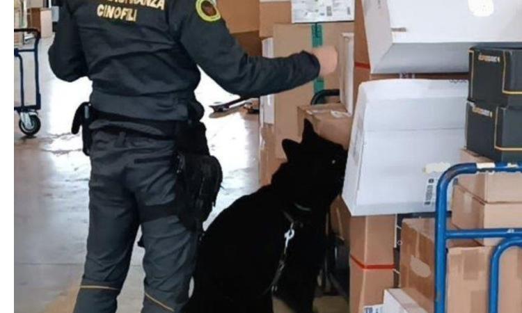 Pacchi di marijuana consegnati con il corriere: maxi sequestro in una ditta di Civitanova Pacchi di marijuana consegnati con il corriere: maxi sequestro in una ditta di Civitanova