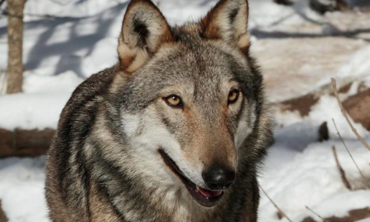 È morto Merlino, il lupo dei Monti Sibillini: "Se ne va un simbolo di resistenza del parco" È morto Merlino, il lupo dei Monti Sibillini: "Se ne va un simbolo di resistenza del parco"