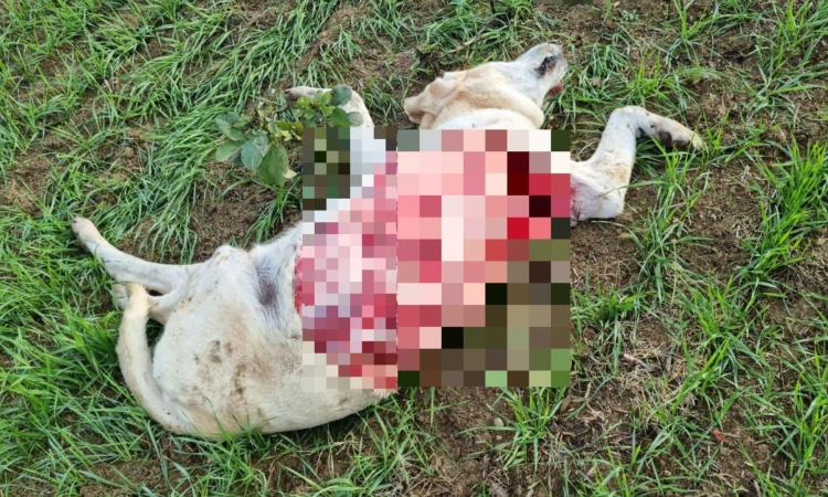 Camerino, branco di lupi azzanna e uccide un cane da guardia Camerino, branco di lupi azzanna e uccide un cane da guardia
