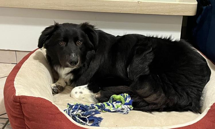 Macerata, fine d'anno col sorriso al canile comunale: "In poche ore adottati 3 cani abbandonati" Macerata, fine d'anno col sorriso al canile comunale: "In poche ore adottati 3 cani abbandonati"
