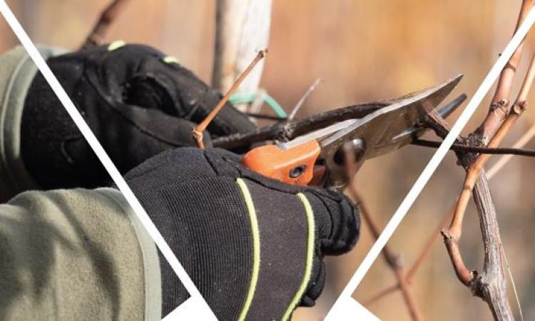 Matelica, torna il corso sulla potatura della vite: come partecipare