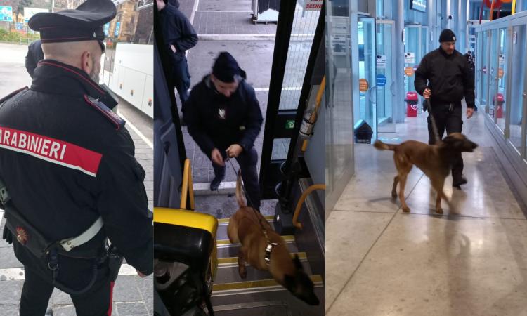 Droga tra i banchi: unità cinofile nelle scuole e al Terminal degli autobus (FOTO)