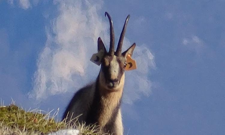 Avvistato sul Monte Sirente il camoscio "Vettore": proviene dall'area faunistica di Bolognola