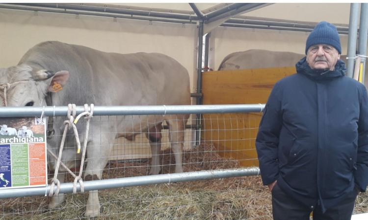 Pollenza, Sant'Antonio Abate: i tori dell'azienda "Morica" in trasferta a San Pietro per la benedizione
