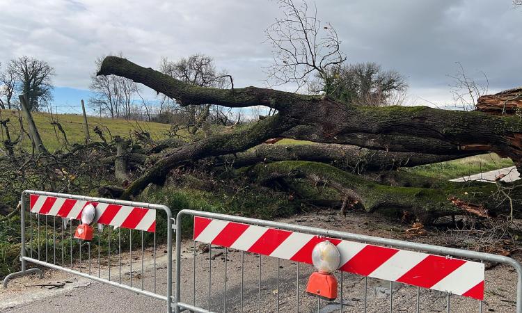 Macerata, grande quercia cade in mezza alla carreggiata: strada chiusa al traffico (FOTO)