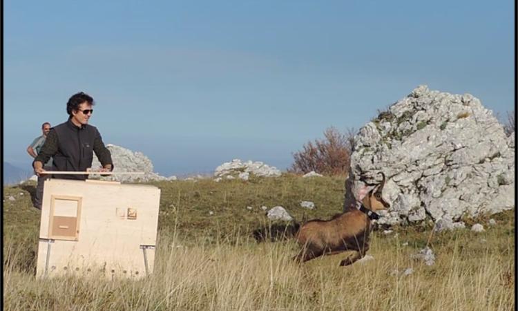 Il camoscio Vettore trova casa nel parco del Sirente Velino