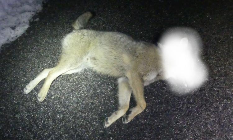 Investiti tre lupi del Parco dei Sibillini: due sono deceduti