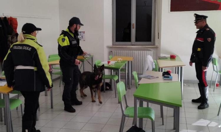 Droga fra i banchi, unità cinofila nelle scuole: controlli negli istituti superiori di Tolentino Droga fra i banchi, unità cinofila nelle scuole: controlli negli istituti superiori di Tolentino