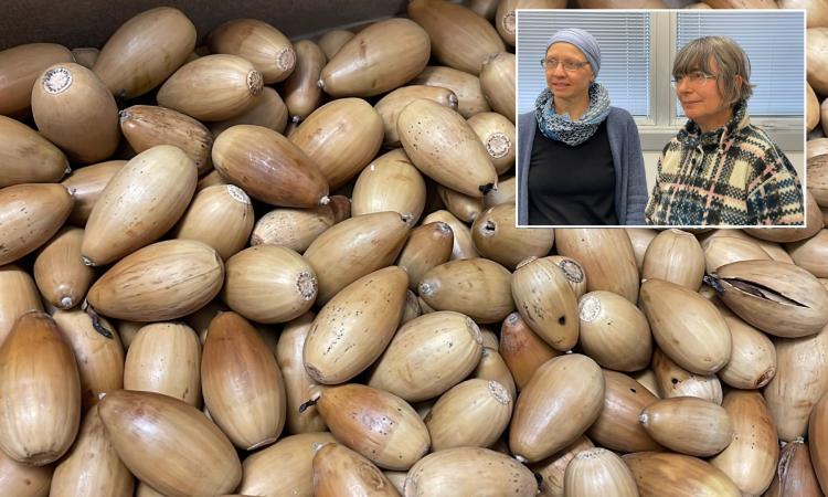Utilizzare le ghiande per fare pane, snack e farine: il progetto dell'università di Camerino