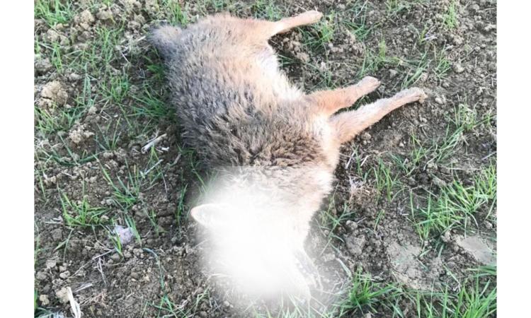 Potenza Picena, cacciatore scopre carcassa: è uno sciacallo dorato, primo ritrovamento nelle Marche Potenza Picena, cacciatore scopre carcassa: è uno sciacallo dorato, primo ritrovamento nelle Marche