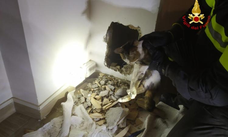 Gatto cade in una canna fumaria e precipita per circa quattro metri: intervengono i vigili del fuoco