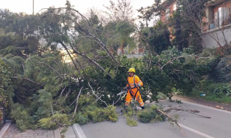 San Severino, quercia cade in mezza alla carreggiata: problemi al traffico (FOTO) San Severino, quercia cade in mezza alla carreggiata: problemi al traffico (FOTO)