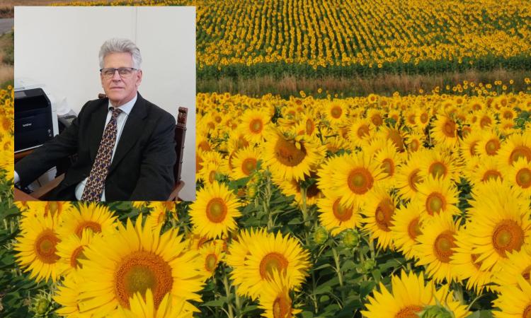 Girasole, "Nelle Marche un cavillo burocratico ne mette a rischio la produzione" Girasole, "Nelle Marche un cavillo burocratico ne mette a rischio la produzione"
