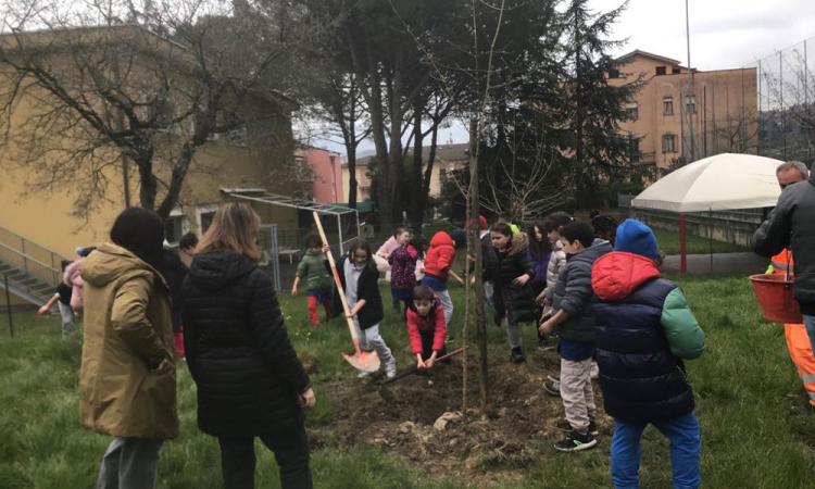Tolentino, piantumati 14 alberi in vari punti della città