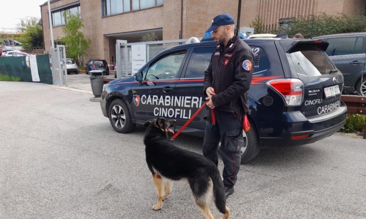 Controlli con i cani antidroga nelle scuole superiori di Camerino