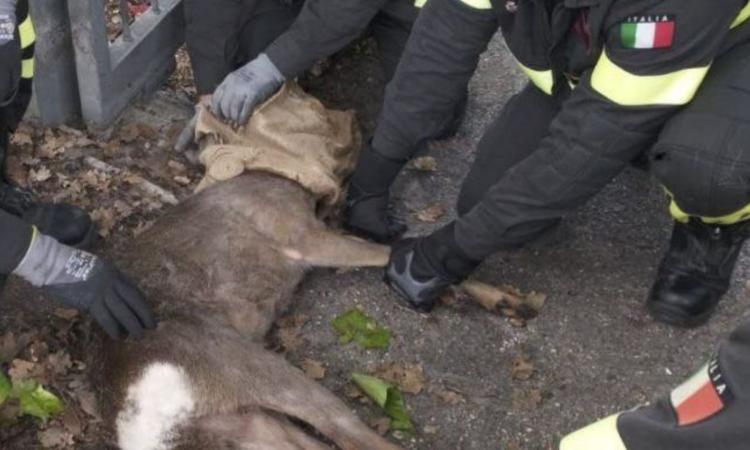 Capriolo rimane incastrato in un cancello: intervengono i vigili del fuoco