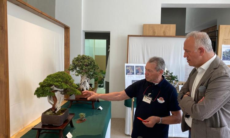 Civitanova, in partenza la seconda edizione della Mostra Bonsai: "Esemplari secolari unici" Civitanova, in partenza la seconda edizione della Mostra Bonsai: "Esemplari secolari unici"