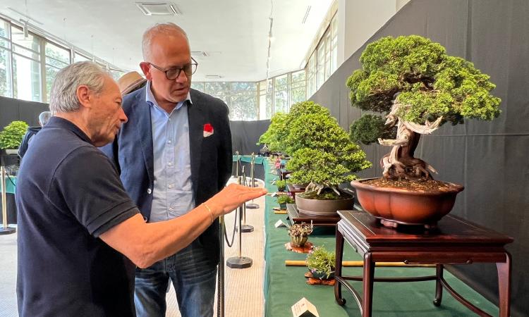 Civitanova, inaugurata la seconda edizione della mostra Bonsai: gemellaggio con Foligno