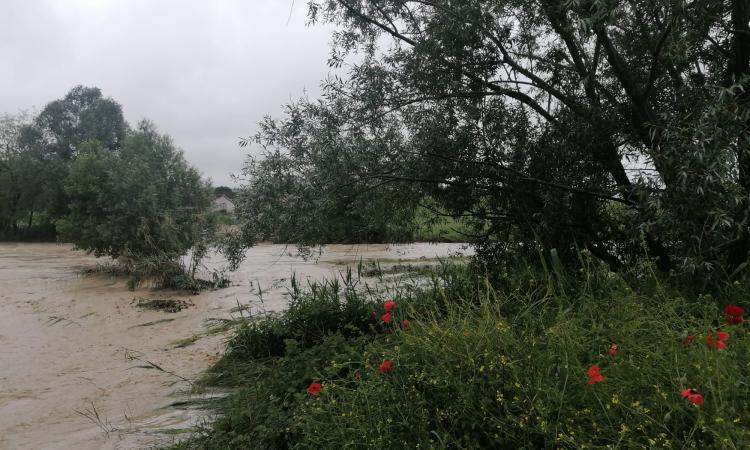 Treia, maltempo: fiume Potenza al limite. Il sindaco: "Situazione costantemente monitorata" Treia, maltempo: fiume Potenza al limite. Il sindaco: "Situazione costantemente monitorata"