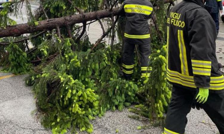 Ascoli, albero si abbatte sull'auto di una donna diretta in ospedale per partorire Ascoli, albero si abbatte sull'auto di una donna diretta in ospedale per partorire
