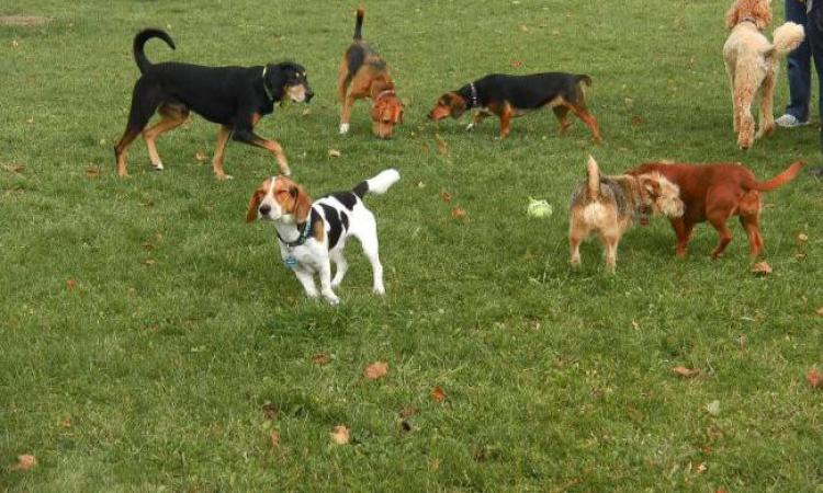 Castelraimondo, riapre lo sgambatoio per cani Castelraimondo, riapre lo sgambatoio per cani