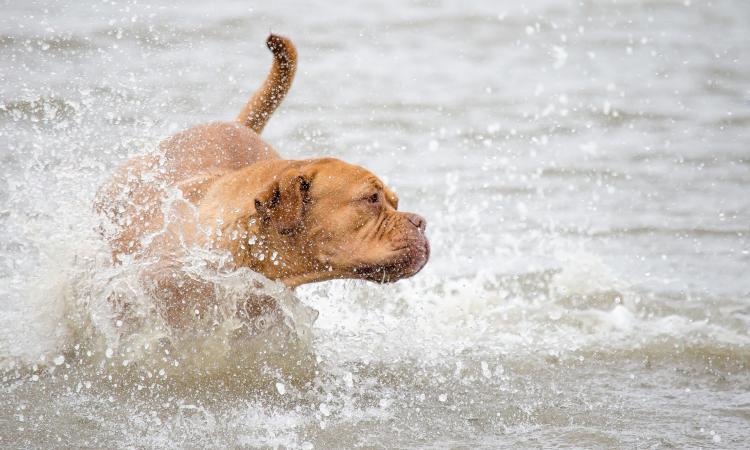 In spiaggia col cane d'estate? A Civitanova scatta il regolamento: "Divieto di accesso in acqua per gli animali"