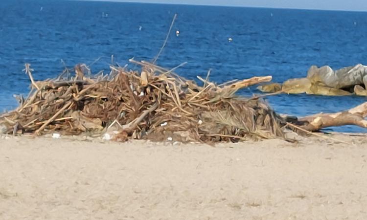 "Cumuli di tronchi in spiaggia, Porto Potenza anche quest'anno in ritardo per la stagione estiva"